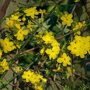 Jasminum nudiflorum